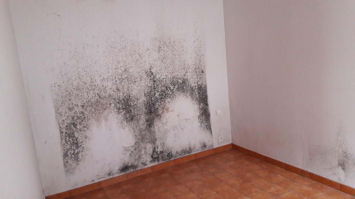 Moisissures - Expertise humidité à Amiens